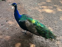 -深圳野生动物园