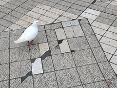 -绵阳人民公园(涪城区)