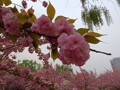 -莲花池公园