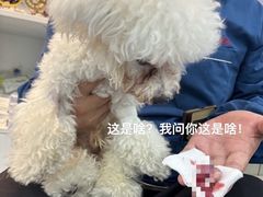 -特一安24小时宠物医院·骨科·中兽医