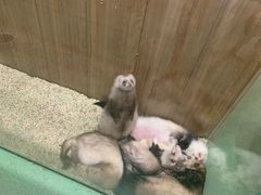 -藦茜花园宠物主题亲子互动体验馆(国顺东路店)