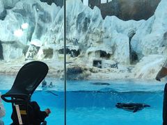 -帝企鹅自助餐厅•儿童岛•真企鹅(长隆企鹅酒店)