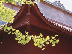 -长沙黑麋峰国家森林公园