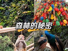 -西双版纳原始森林公园