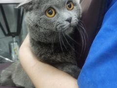 -宠福鑫康馨动物医院·骨科·眼科