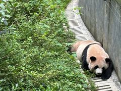 -都江堰中华大熊猫苑