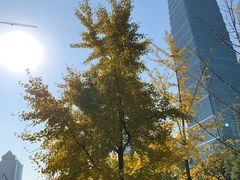 -油梨树AVOCADO TREE(嘉里中心店)