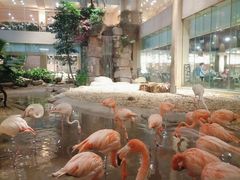 火烈鸟-白虎自助餐厅·真老虎·景观自助餐厅(广州长隆酒店)