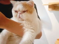 -Heymao猫咖.咖啡厅(东门店)