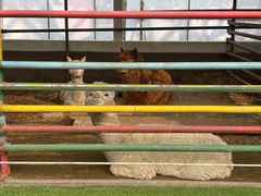 -南宫五洲植物乐园