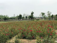 -汉长安城未央宫国家考古遗址公园