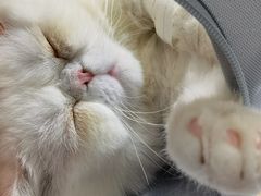 -伟伟宠物医院·CT影像中心·瑞派犬猫综合性门诊(汉口总院)
