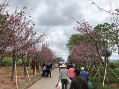 -天适樱花悠乐园