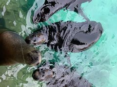 -珠海长隆海洋王国