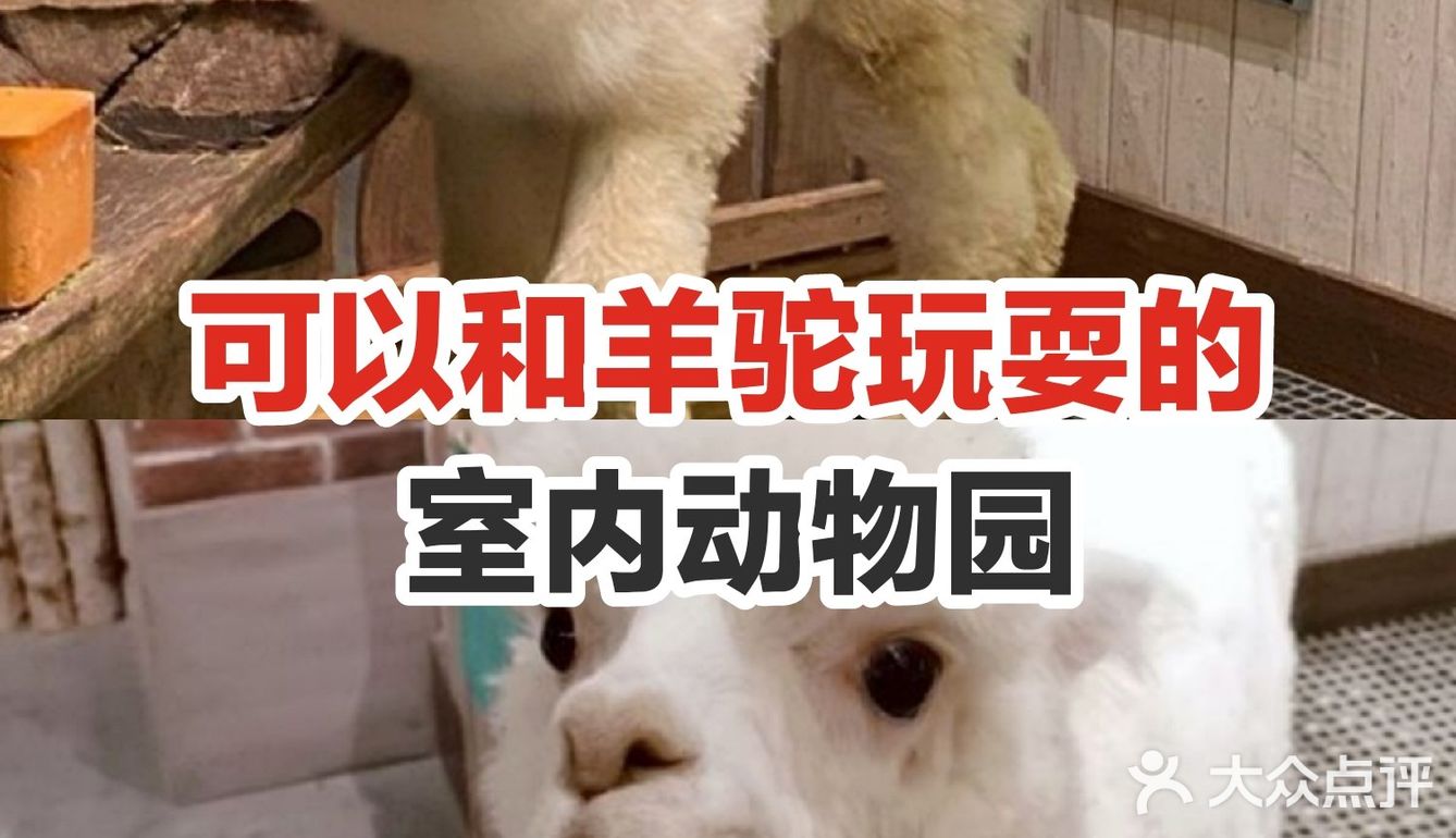可以和羊驼玩耍的室内动物园