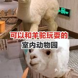 可以和羊驼玩耍的室内动物园