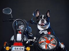 -超宠爱宠物摄影-Super pet