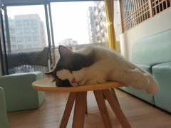-猫在这儿猫咪咖啡馆·撸猫馆