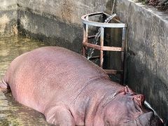 -合肥野生动物园