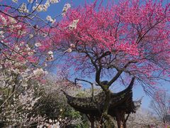 -杭州植物园