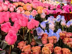 -越秀西湖花市(广州城市广场花卉店)