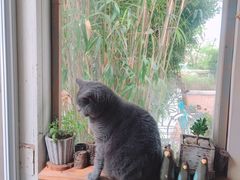 -海边的猫和咖啡馆