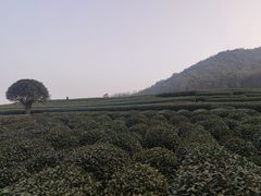 -听风阁农家私房菜茶楼(龙坞店)