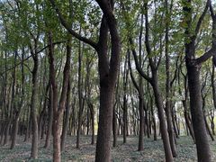 -蜀冈西峰生态公园