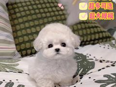 -萌宠之家·腊肠犬·马尔泰·小体犬舍