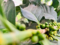 -三宅一生咖啡馆·咖啡培训(金雄达园区店)