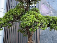 -星璞全日餐厅·高空自助餐(深铁铂尔曼酒店)