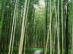 -黄海国家森林公园