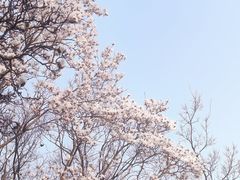 -杭州植物园