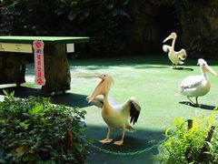 -新加坡飞禽公园