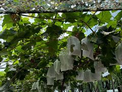 -马陆小张葡萄园农家乐