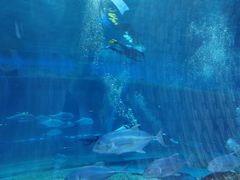 -华夏文旅海洋公园