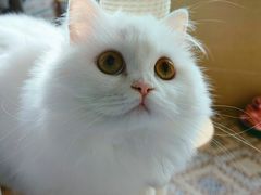 -欣宠猫屋·矮脚拿破仑·蓝金金渐层