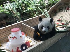 -灵玲国际马戏城