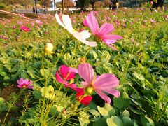 -南沙蒲洲花园