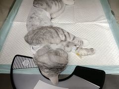 -贝康宠物医院·犬猫全科·小动物特色诊疗中心(东环路店)