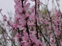 -桃花堤公园