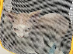 -瑞派福兴宠物医院犬猫全科·骨科·中西医结合(河东店)