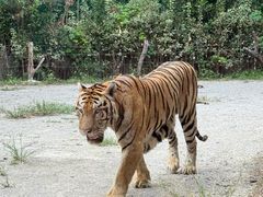 -上海野生动物园老虎餐厅