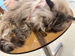 -共舞时光猫咖·狗咖(新街口店)