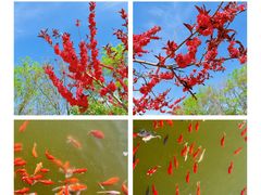 -石家庄市植物园