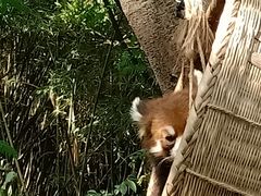 -都江堰中华大熊猫苑