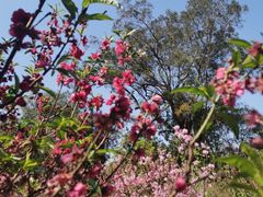 -桃花涧
