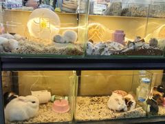 -大自然花鸟鱼虫市场