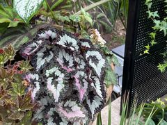 -上海鲜花港