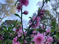 -桃花涧